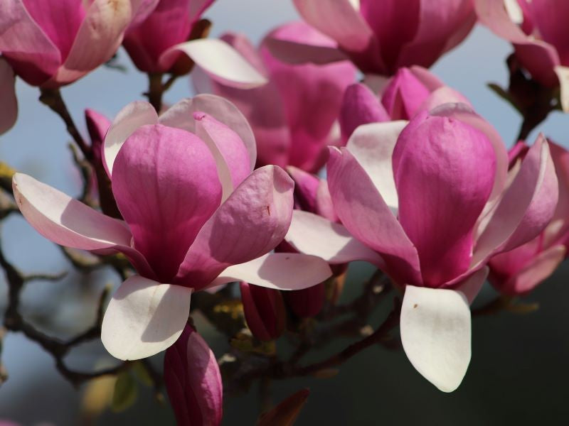 Magnolija sulanžo (Magnolia soulangeana) 'Rustica Rubra'