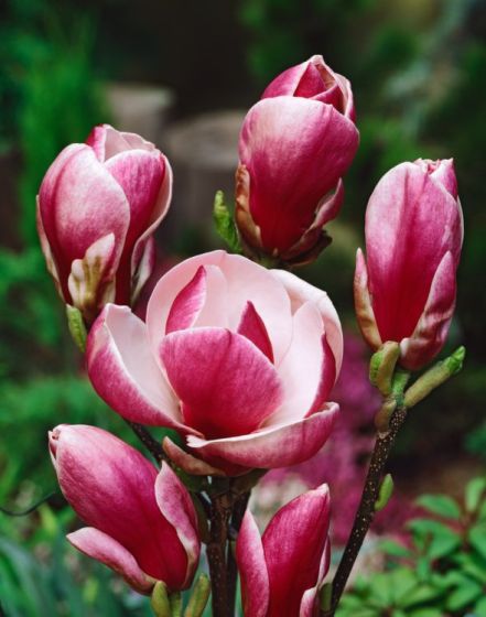 Magnolija sulanžo (Magnolia soulangeana) 'Rustica Rubra'