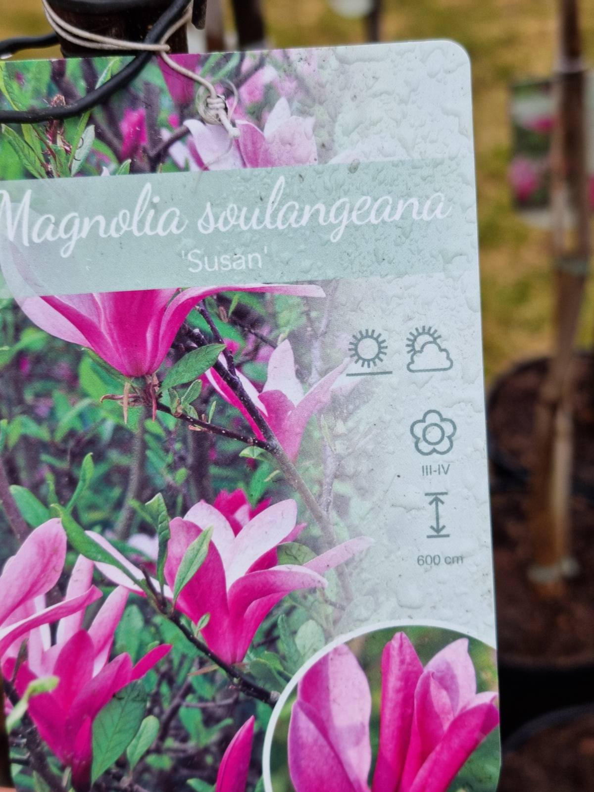 Magnolija sulanžo (Magnolia soulangeana) 'Susan' Pa