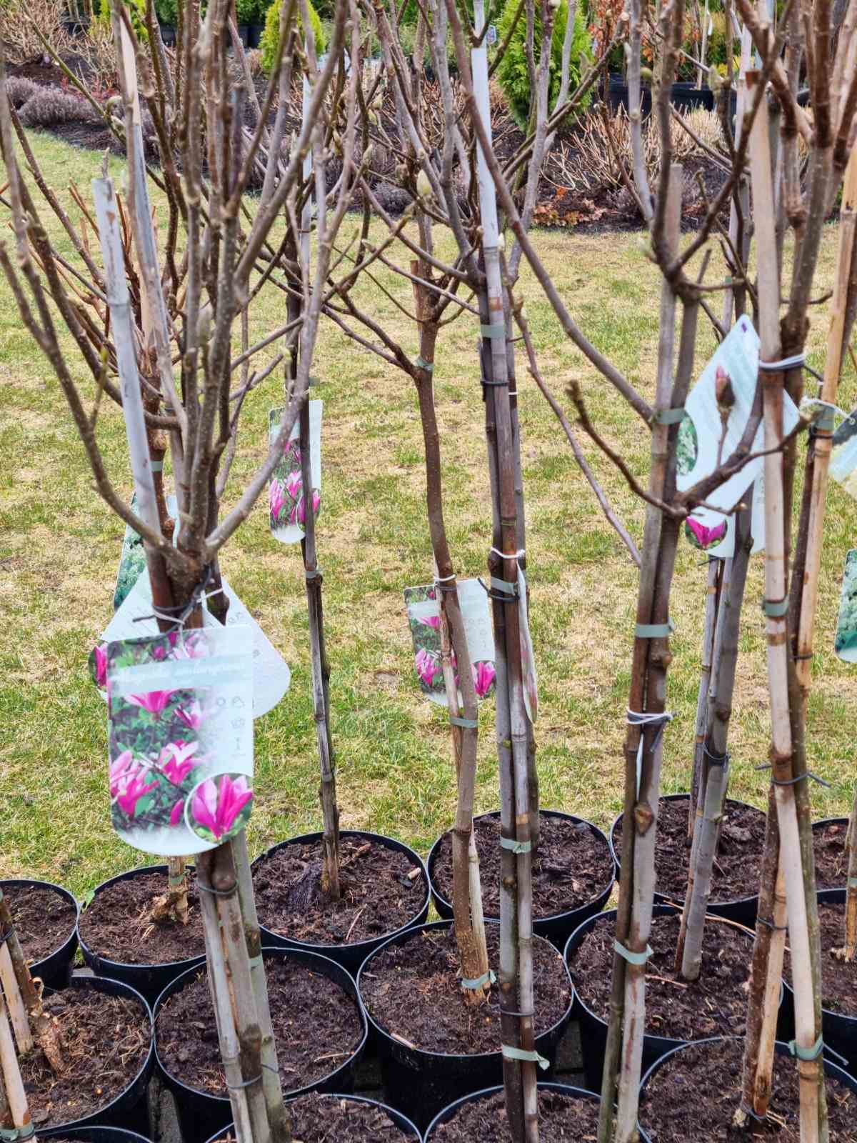 Magnolija sulanžo (Magnolia soulangeana) 'Susan' Pa