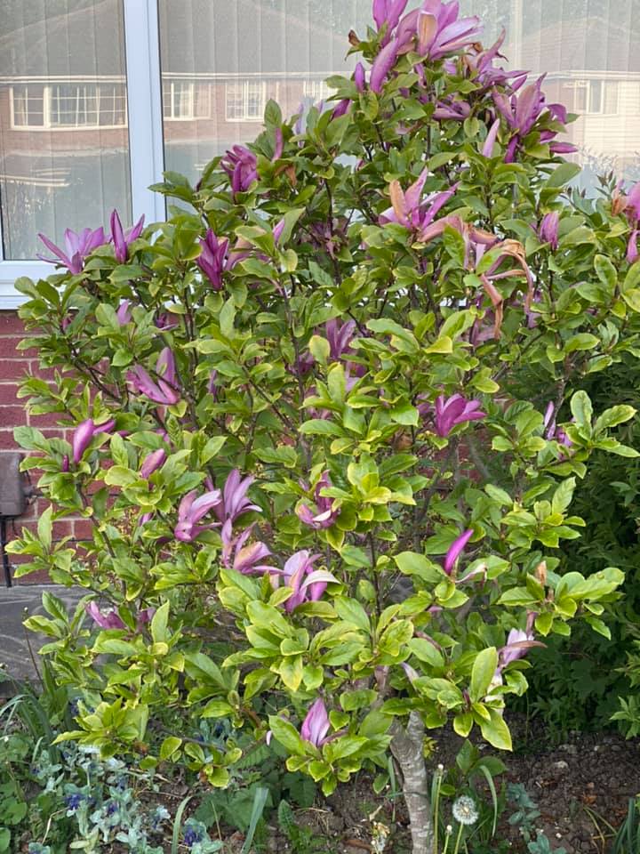 Magnolija sulanžo (Magnolia soulangeana) 'Susan' Pa