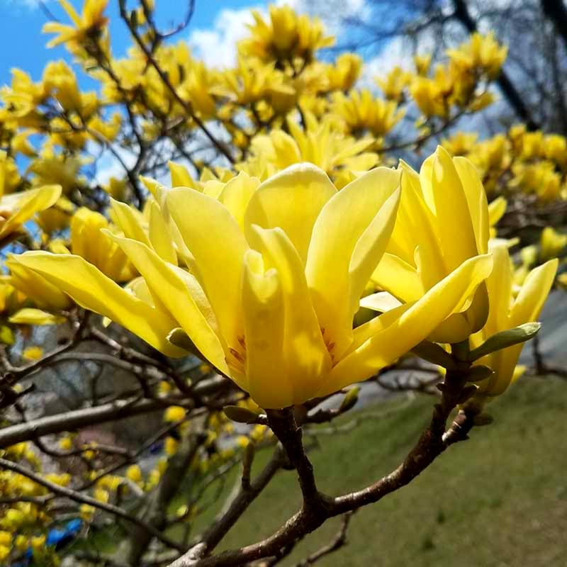 Magnolija sulanžo (Magnolia soulangeana) 'Yellow Bird'
