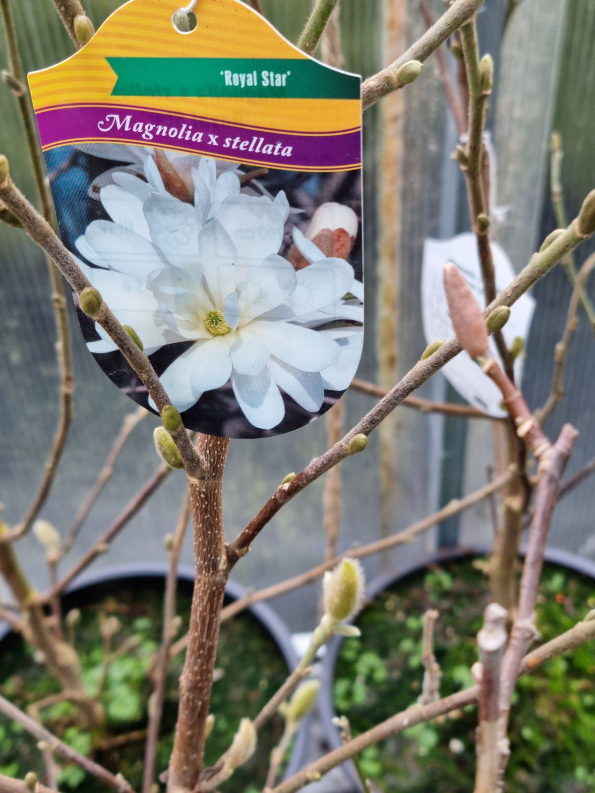 Magnolija žvaigždinė (Magnolia stellata) 'Royal Star'
