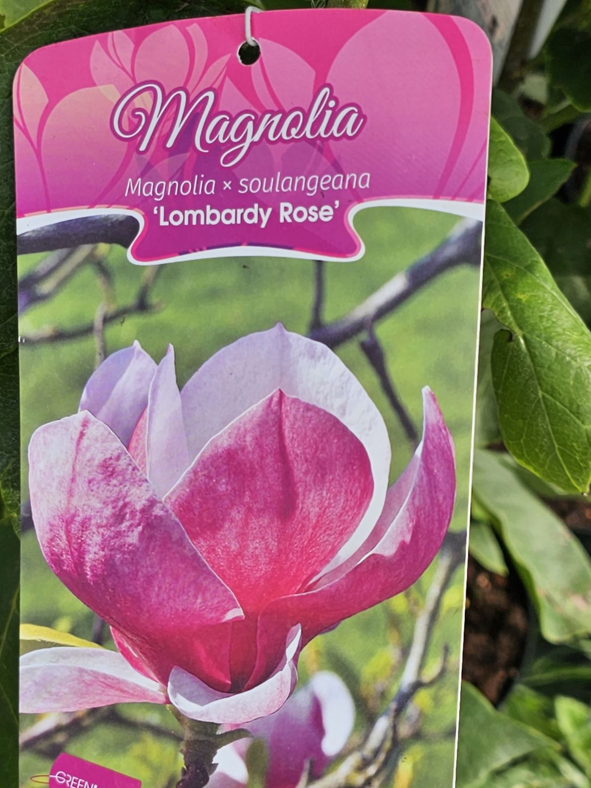 Magnolija sulanžo (Magnolia soulangeana) 'Lombardy Rose'