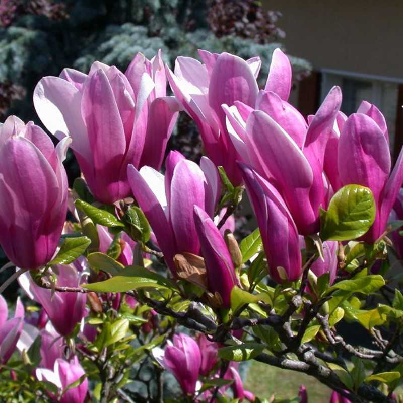 Magnolija sulanžo (Magnolia soulangeana) 'Susan'