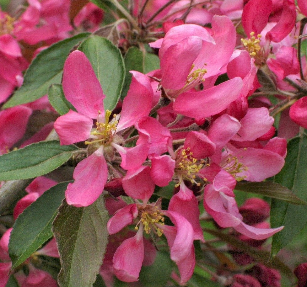 Obelis rojaus (Malus) 'Cheal's Weeping'