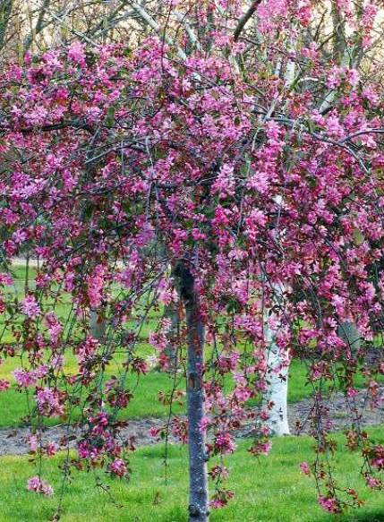Obelis rojaus (Malus) 'Cheal's Weeping'