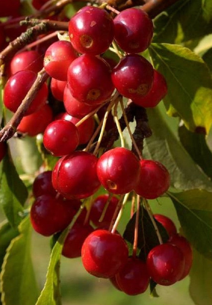 Obelis rojaus (Malus) 'Cheal's Weeping'