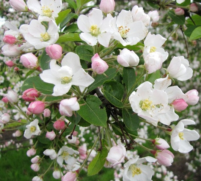 Obelis rojaus (Malus) 'Red Sentinel'
