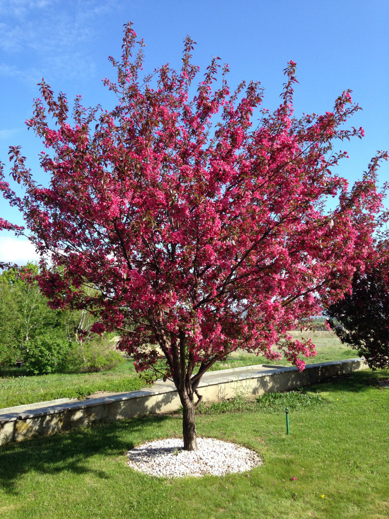 Obelis rojaus (Malus) 'Royalty'