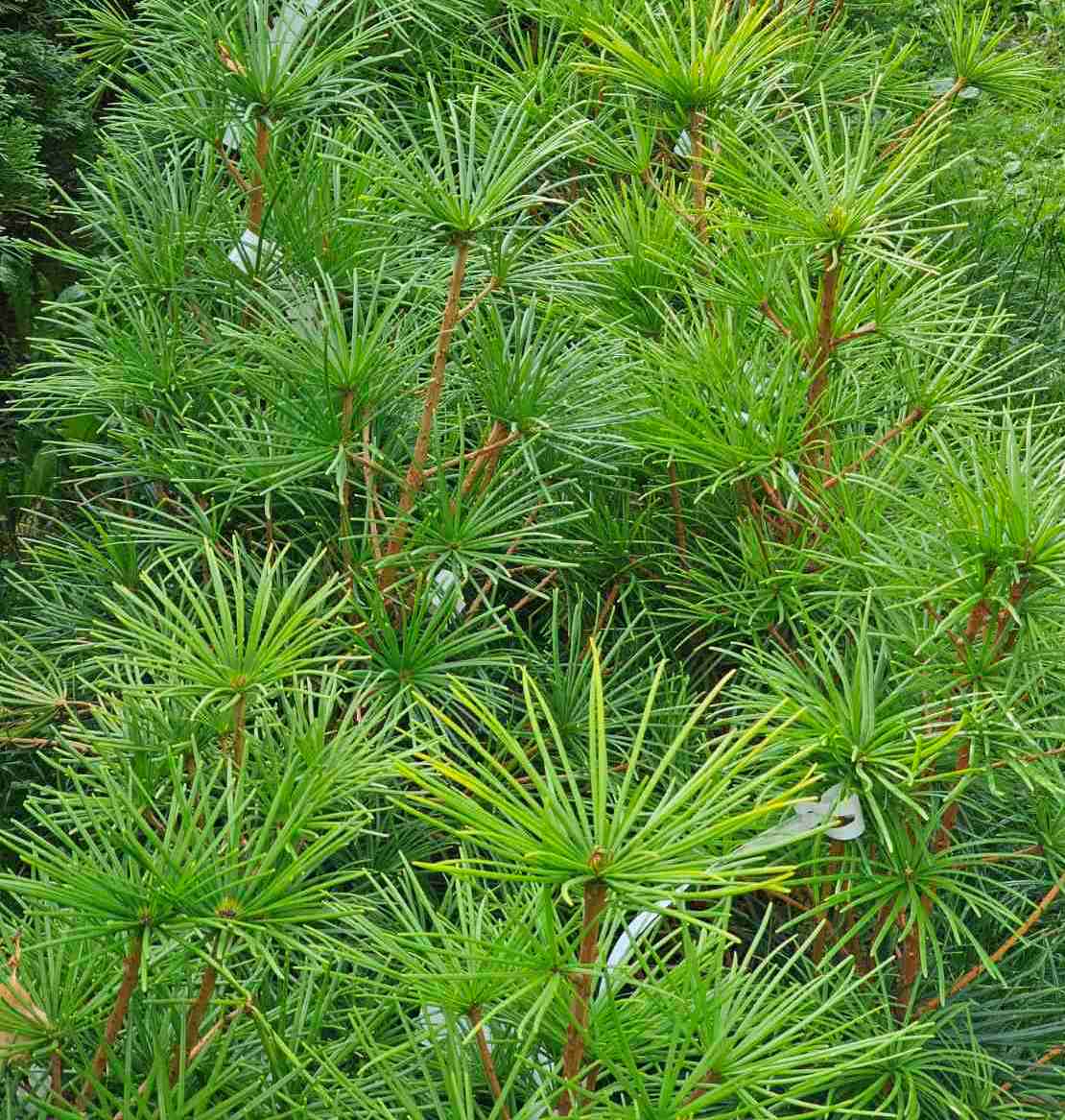 Skėtkėnis mentūrinis (Sciadopitys verticillata) 'Sternschnuppe'