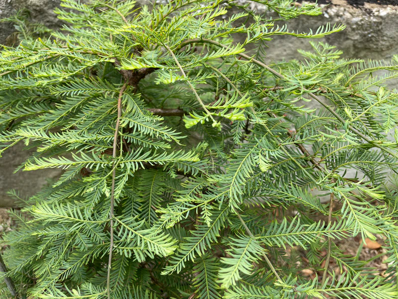 Metasekvoja tikroji (Metasequoia glyptostroboides) 'Miss Grace'