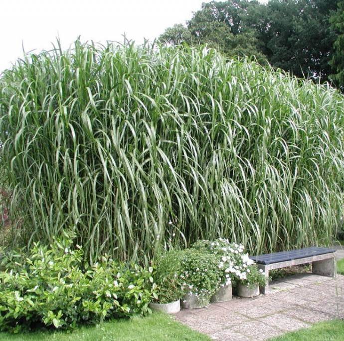 Drambliažolė (Miscanthus giganteus) 'Meidl'