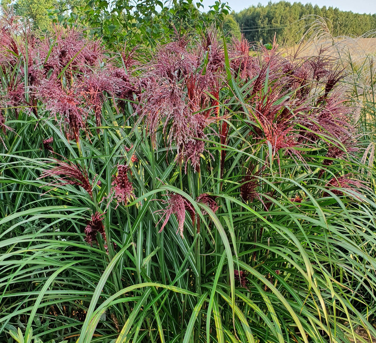 Miskantas kininis (Miscanthus sinensis) 'Boucle'
