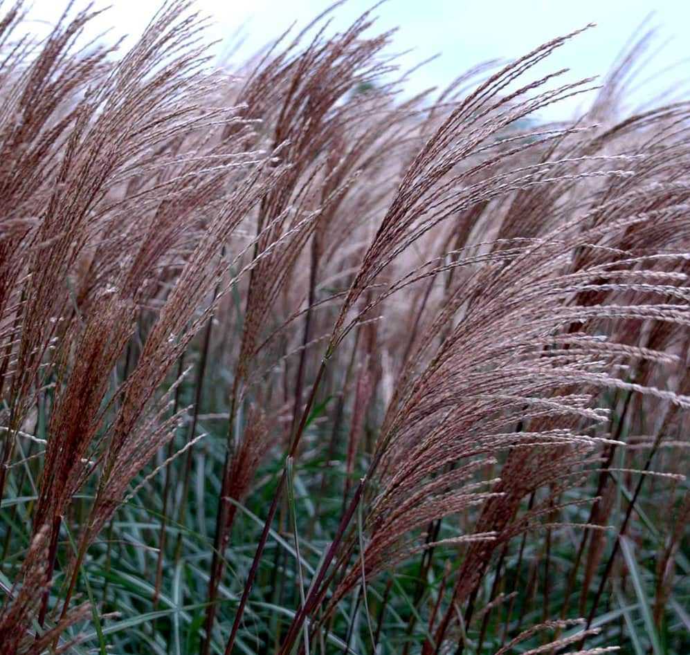 Miskantas kininis (Miscanthus sinensis) 'Dronning Ingrid'