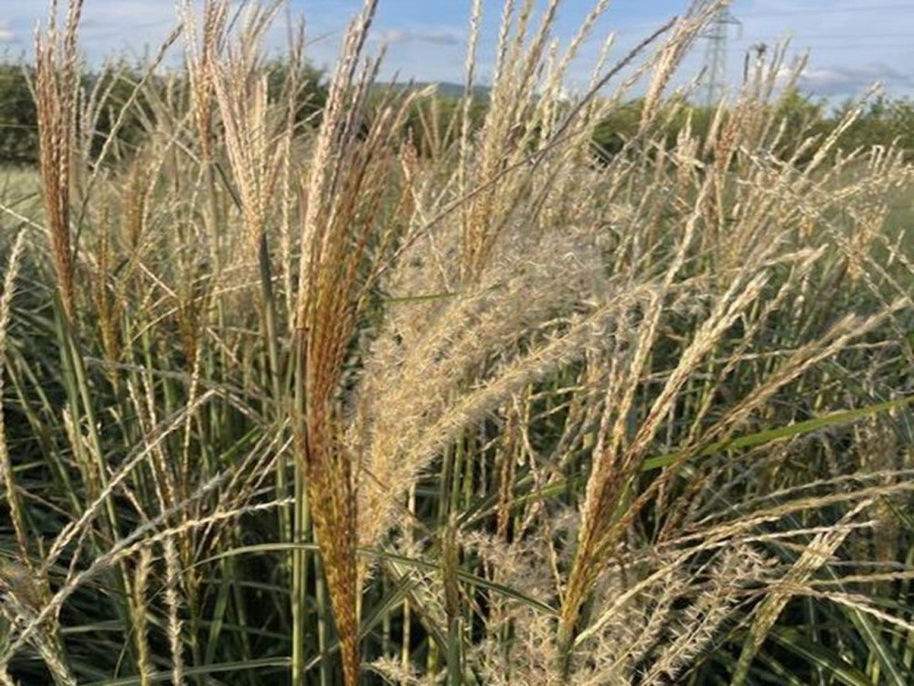 Miskantas kininis (Miscanthus sinensis) 'Dronning Ingrid'