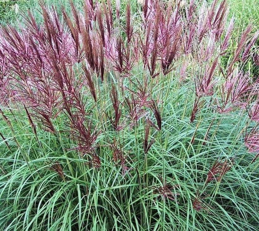 Miskantas kininis (Miscanthus sinensis) 'Ferner Osten'