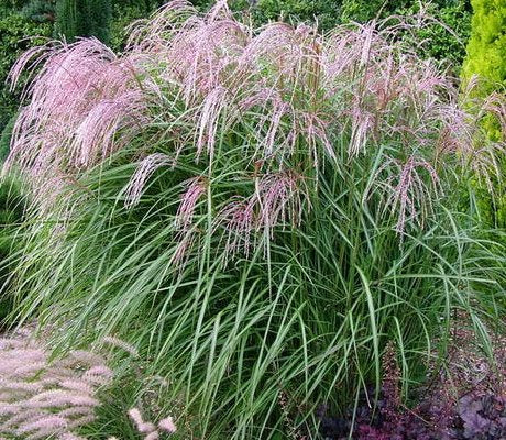 Miskantas kininis (Miscanthus sinensis) 'Flamingo'
