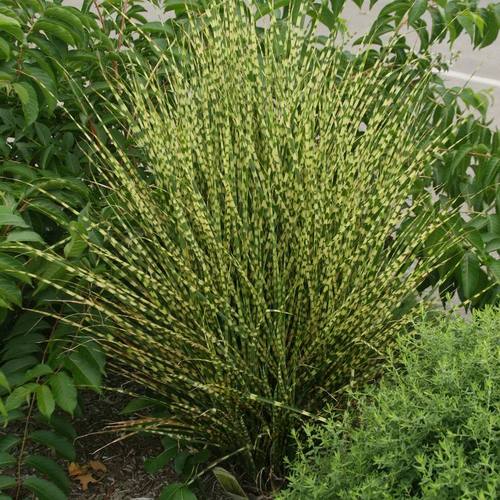 Miskantas kininis (Miscanthus sinensis) 'Gold Bar'