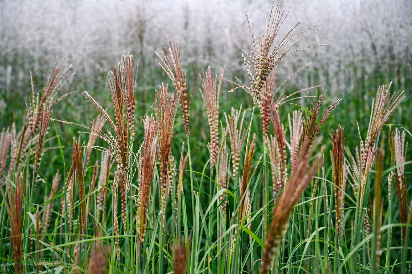 Miskantas kininis (Miscanthus sinensis) 'Gosia'