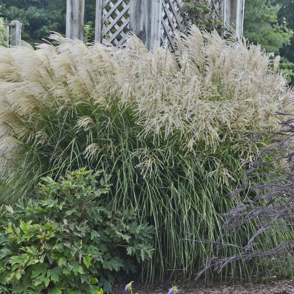 Miskantas kininis (Miscanthus sinensis) 'Huron Sunrise'