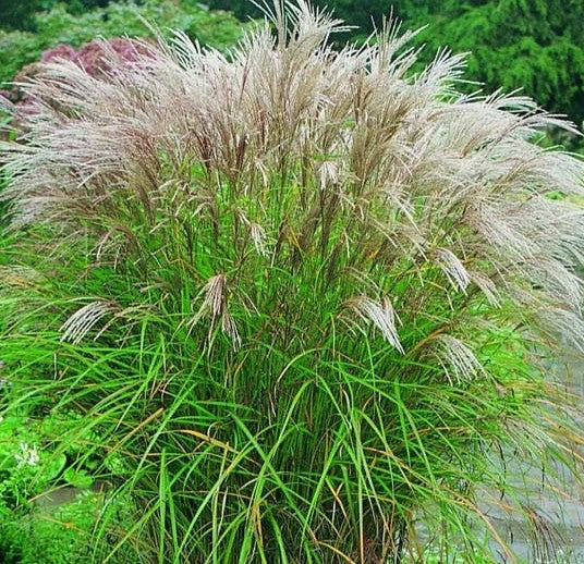 Miskantas kininis (Miscanthus sinensis) 'Kleine Fontane'