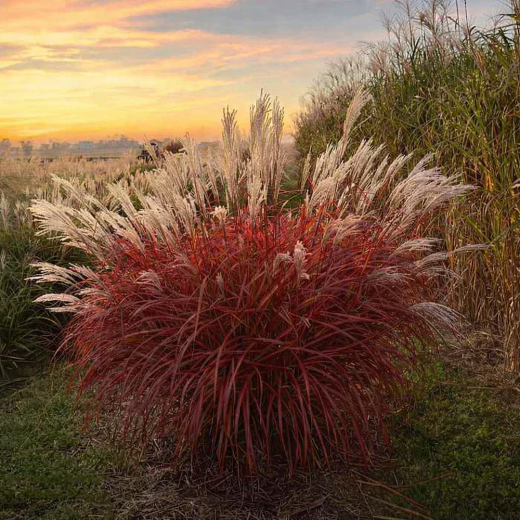 Miskantas kininis (Miscanthus sinensis) 'Lady in Red'