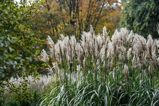 Miskantas kininis (Miscanthus sinensis) 'Malepartus'