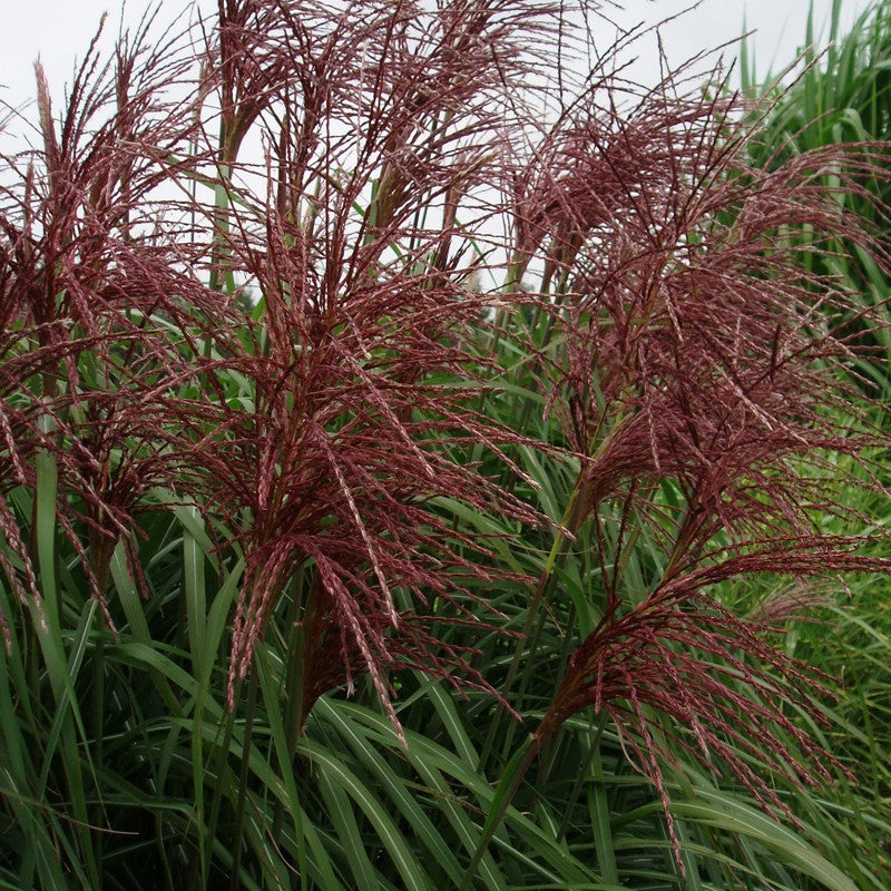 Miskantas kininis (Miscanthus sinensis) 'Malepartus'