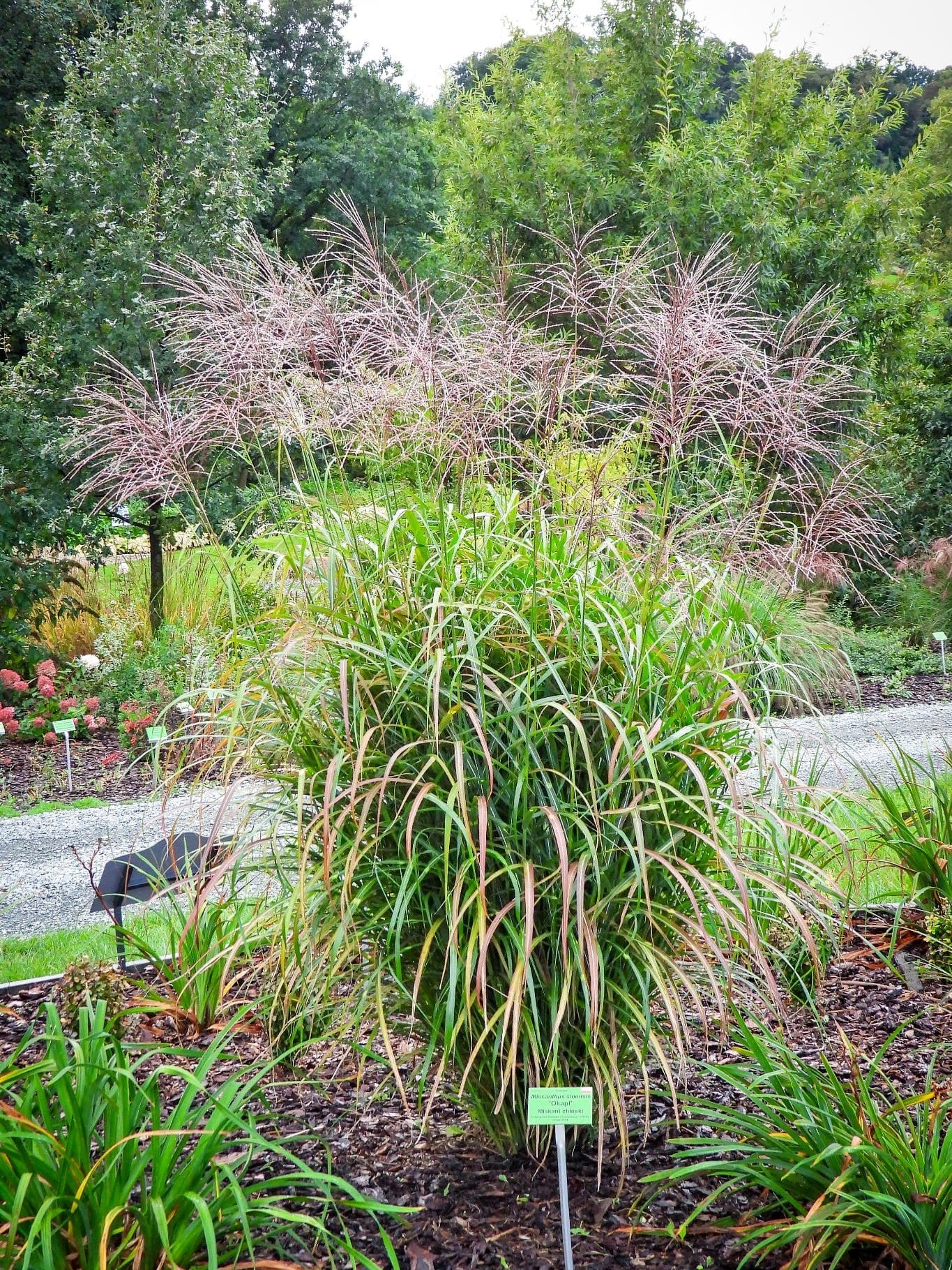 Miskantas kininis (Miscanthus sinensis) 'Okapi'