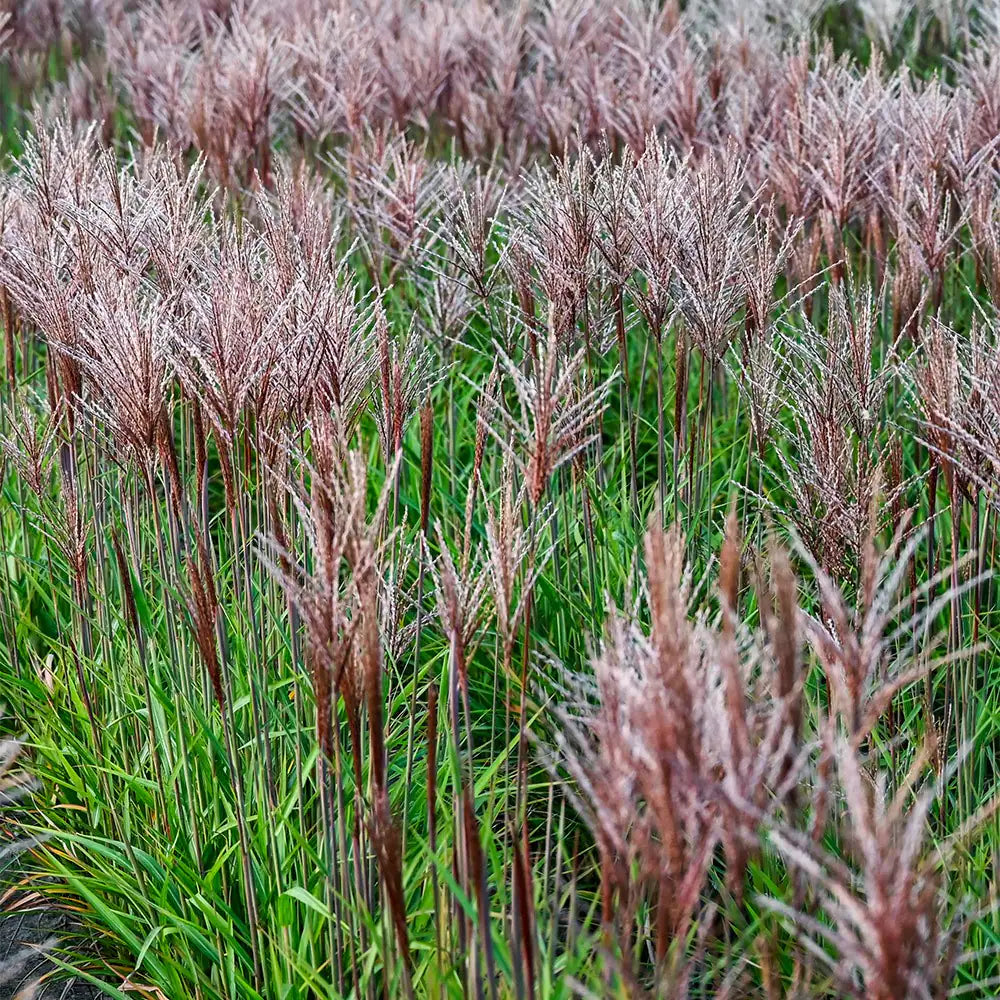 Miskantas kininis (Miscanthus sinensis) 'Piccolo Rubino'