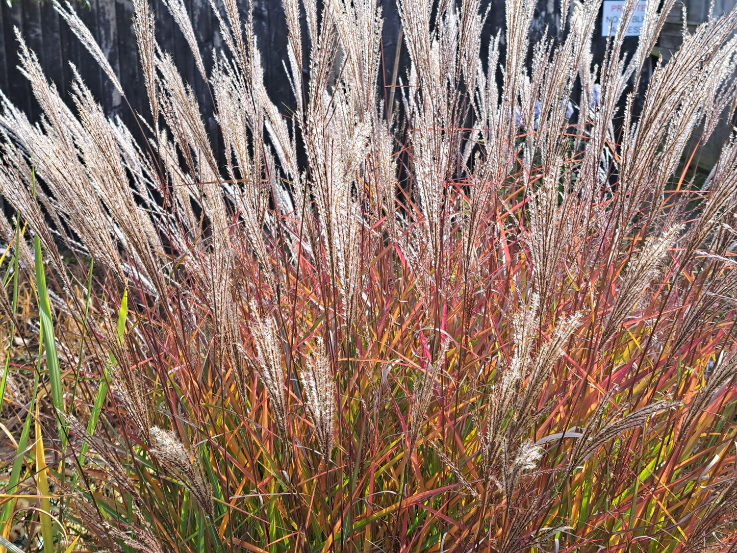 Miskantas kininis (Miscanthus sinensis) 'Purple Fall'