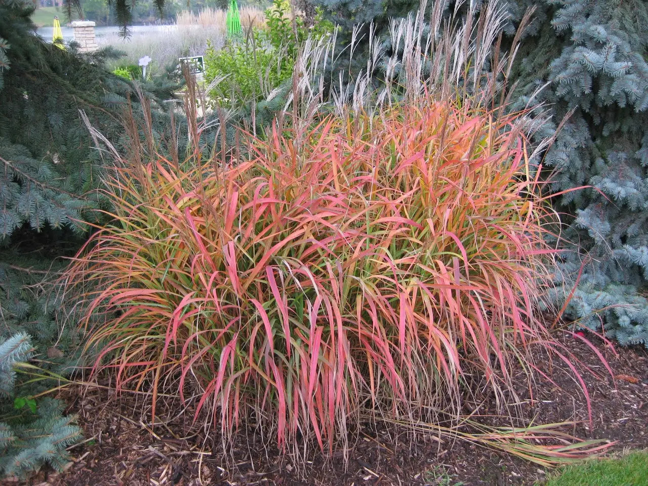 Miskantas kininis (Miscanthus sinensis) 'Purple Fall'