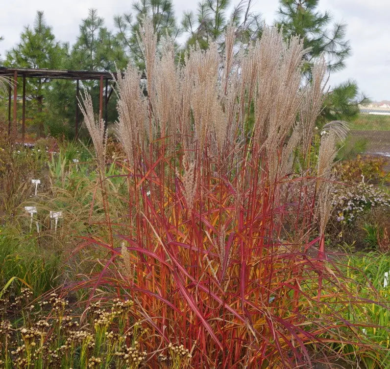Miskantas kininis (Miscanthus sinensis) 'Purple Fall'