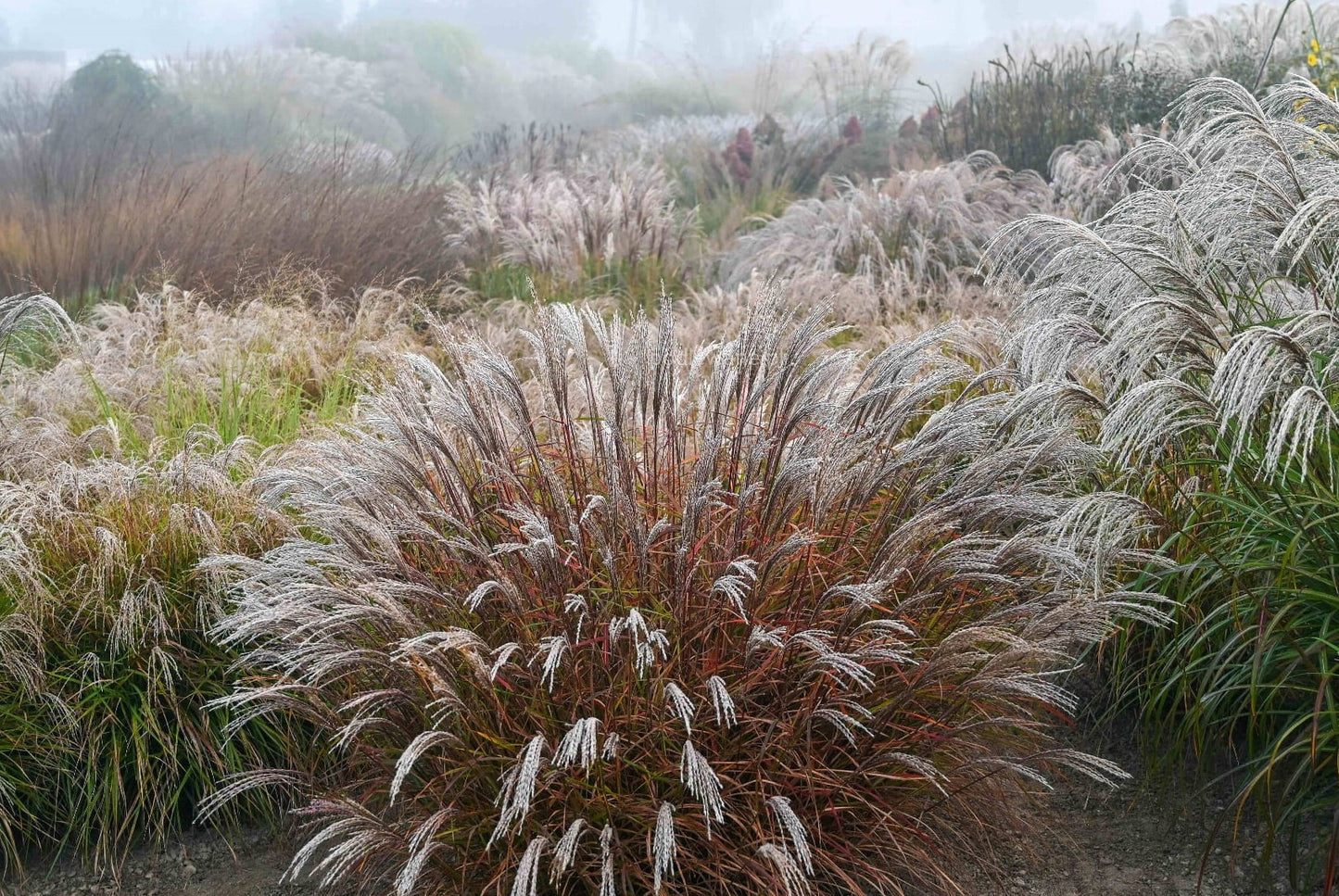 Miskantas kininis (Miscanthus sinensis) 'Purple Prince'