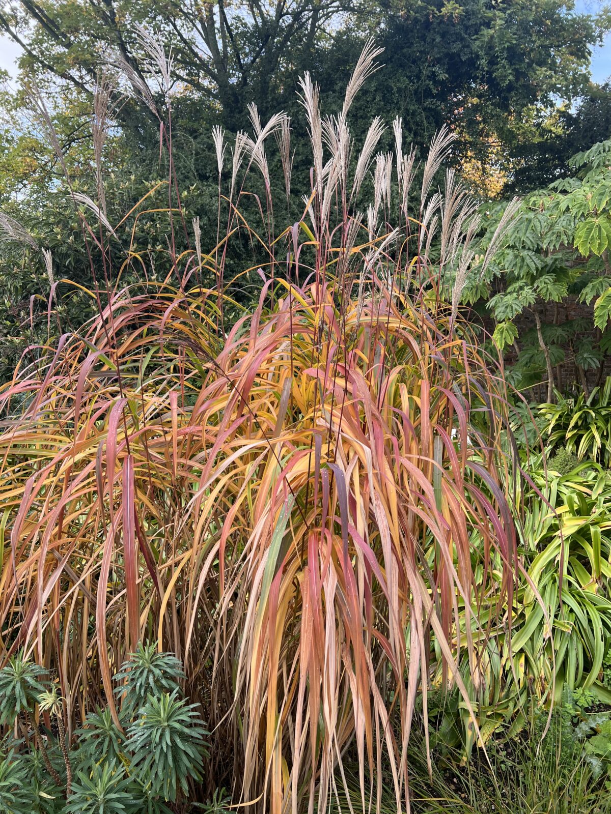 Miskantas kininis (Miscanthus sinensis) 'Rosi'