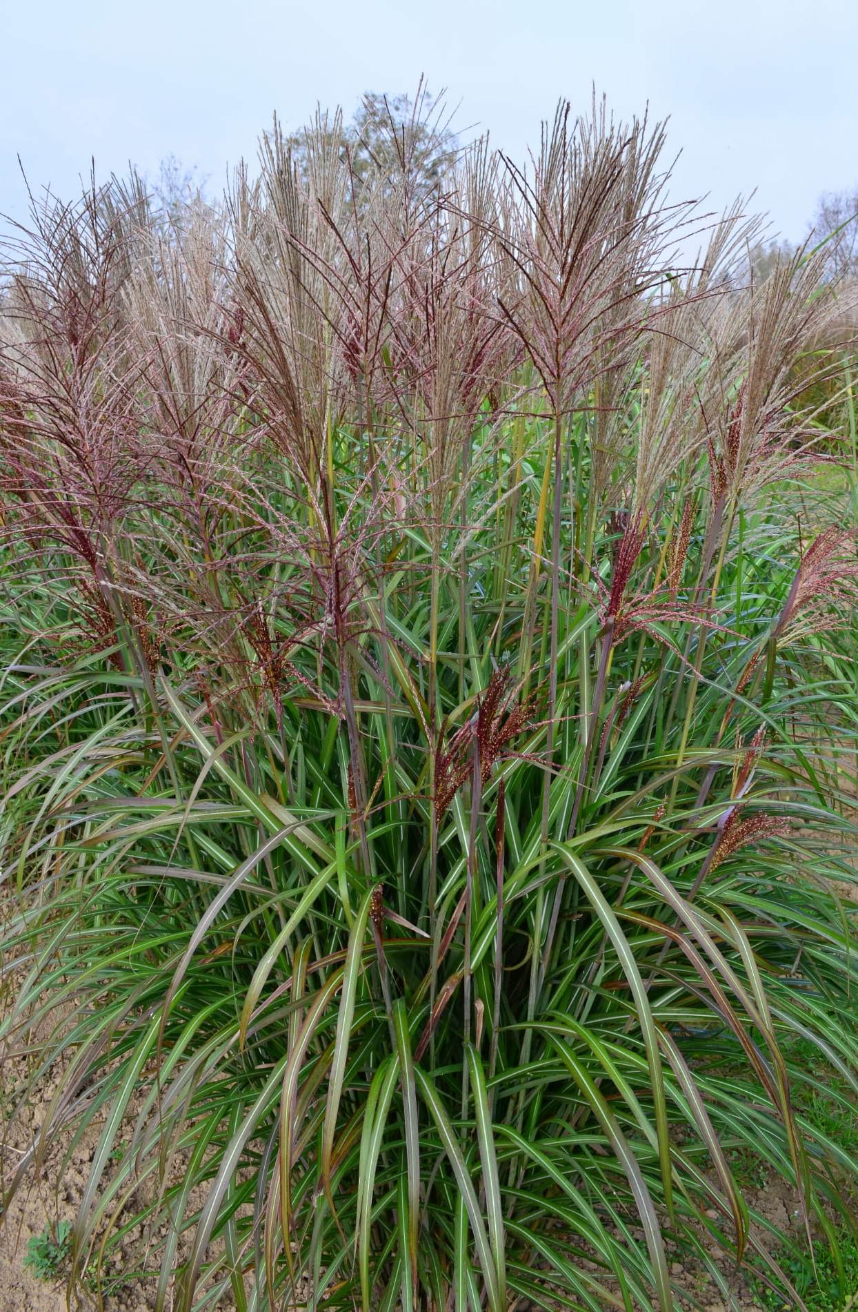 Miskantas kininis (Miscanthus sinensis) 'Rotfuchs'