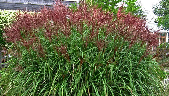 Miskantas kininis (Miscanthus sinensis) 'Rotsilber'