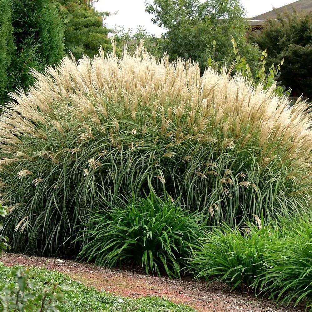 Miskantas kininis (Miscanthus sinensis) 'Silberfeder'