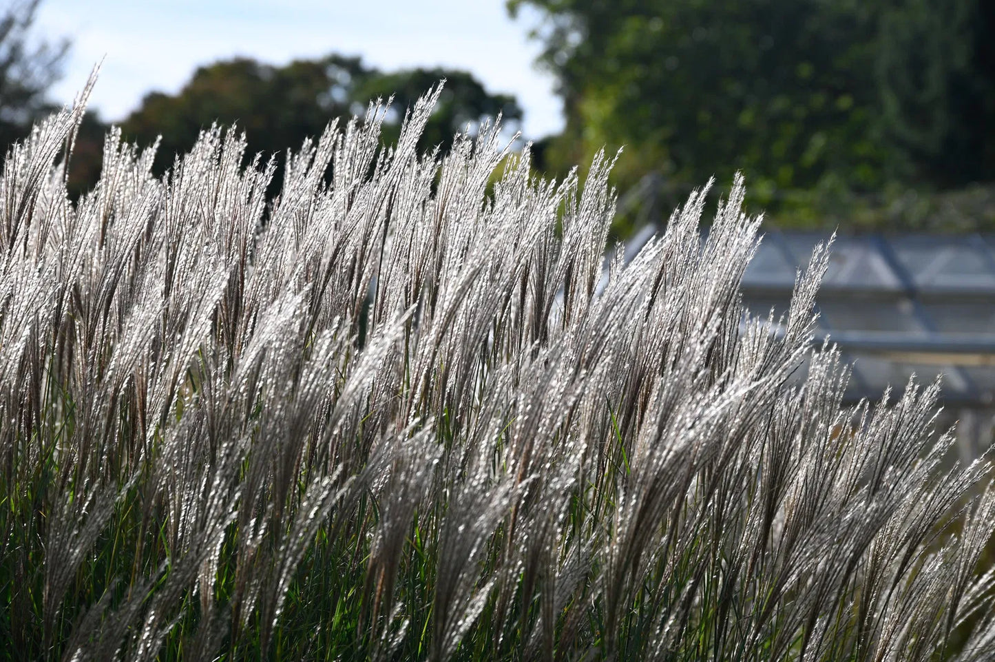 Miskantas kininis (Miscanthus sinensis) 'Silberfeder'