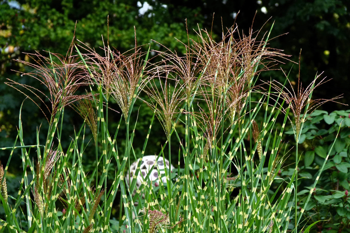 Miskantas kininis (Miscanthus sinensis) 'Zebrinus'