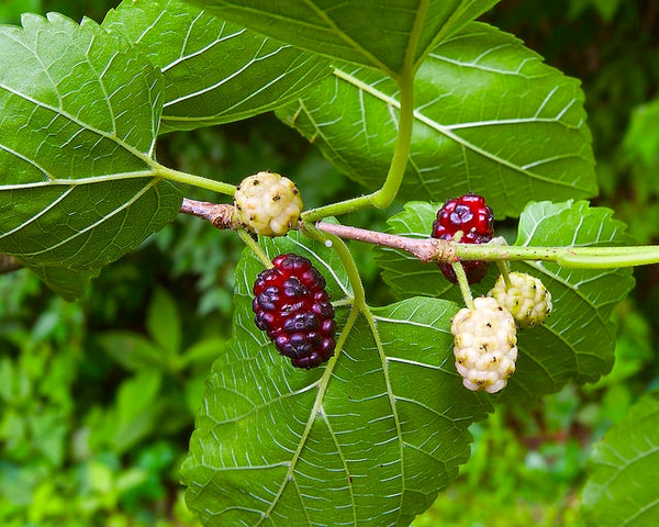 Šilkmedis baltasis (Morus alba)