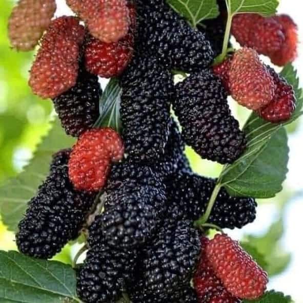 Šilkmedis juodasis (Morus nigra)