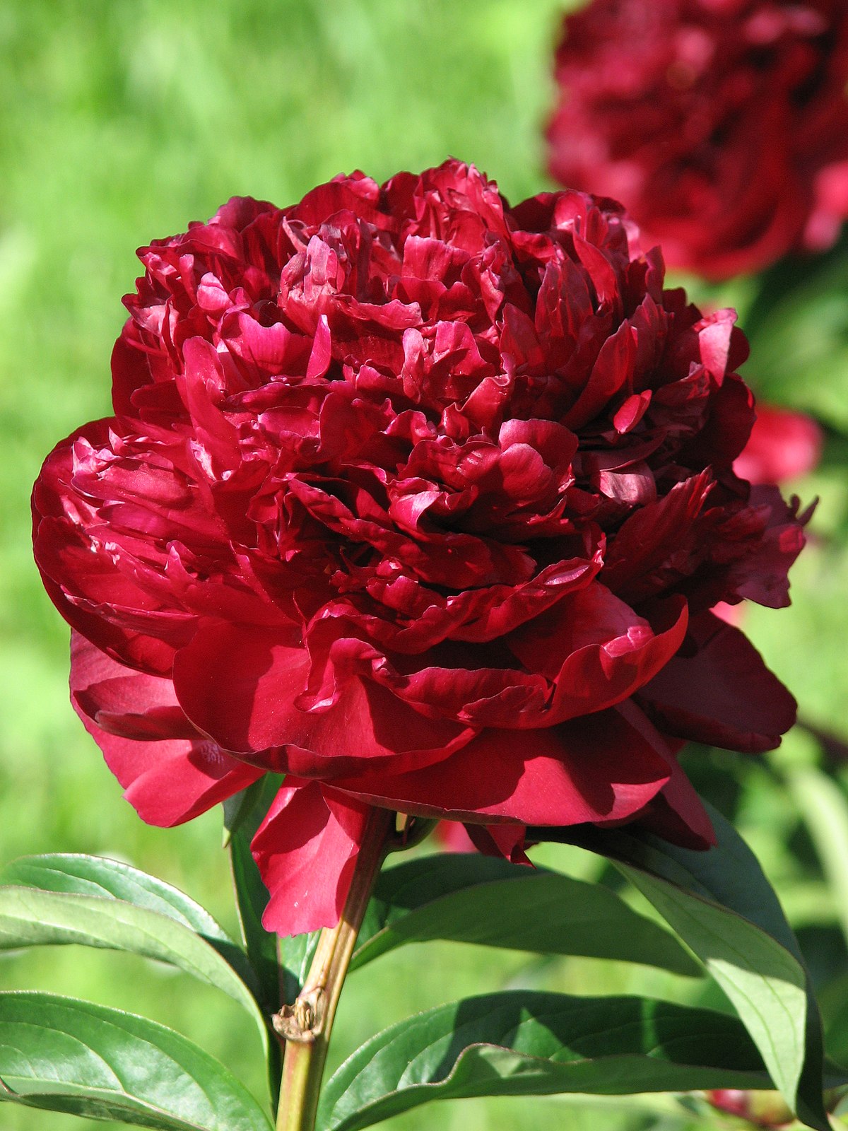 Bijūnas (Paeonia) 'Monsieur Martin Cahuzac'