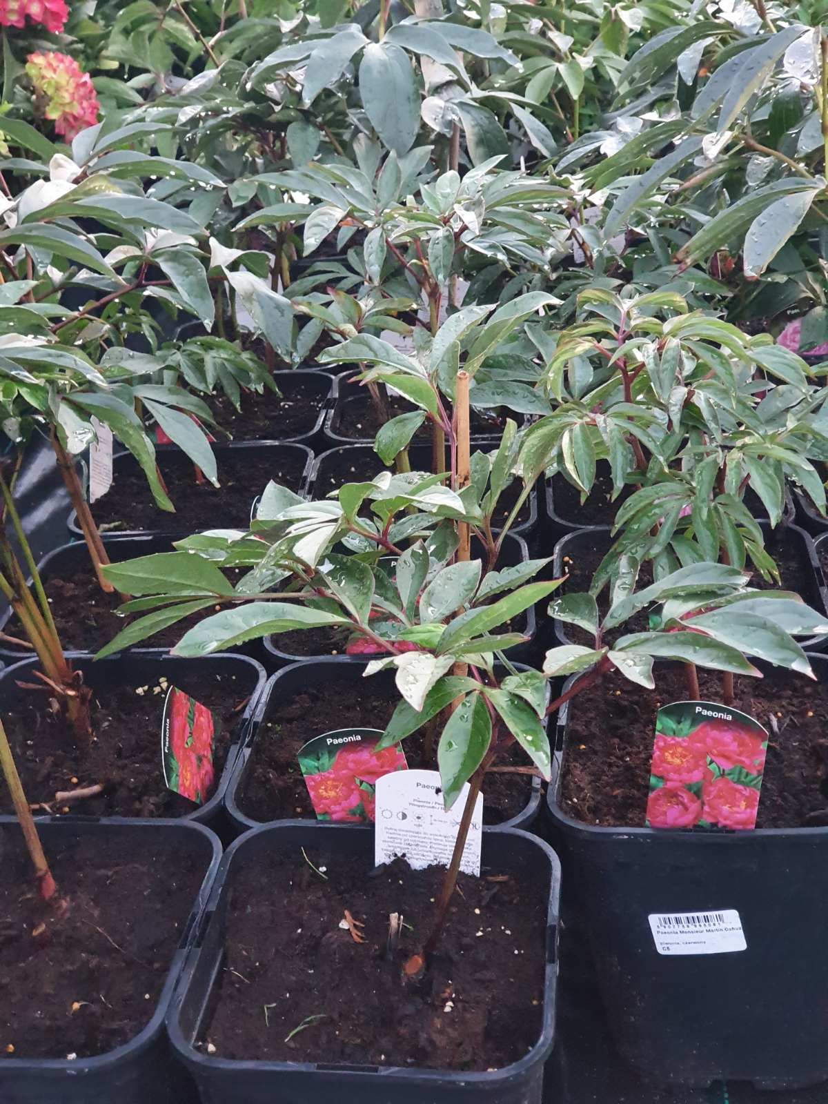 Bijūnas (Paeonia) 'Monsieur Martin Cahuzac'