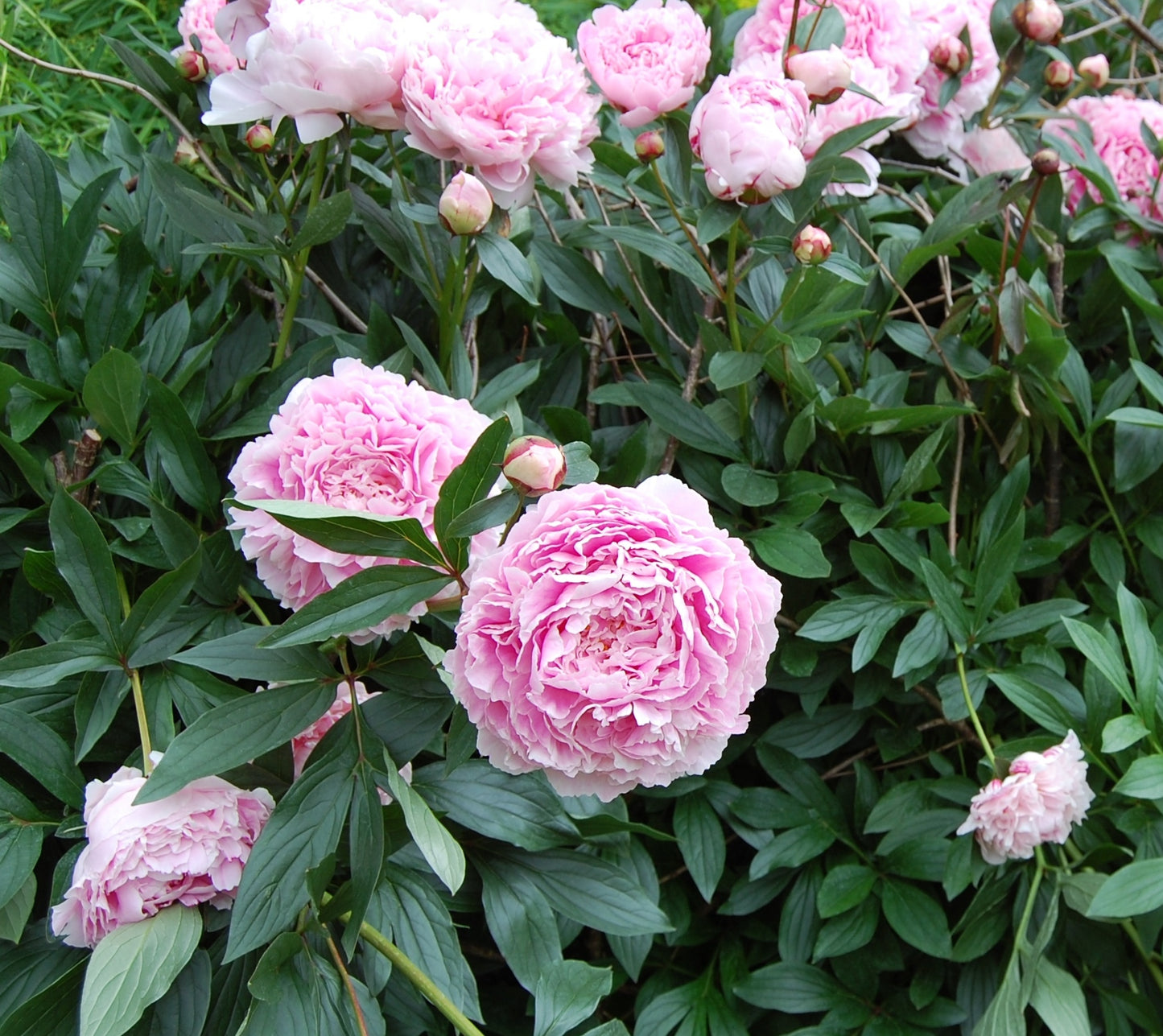 Bijūnas (Paeonia) 'Sarah Bernhardt'