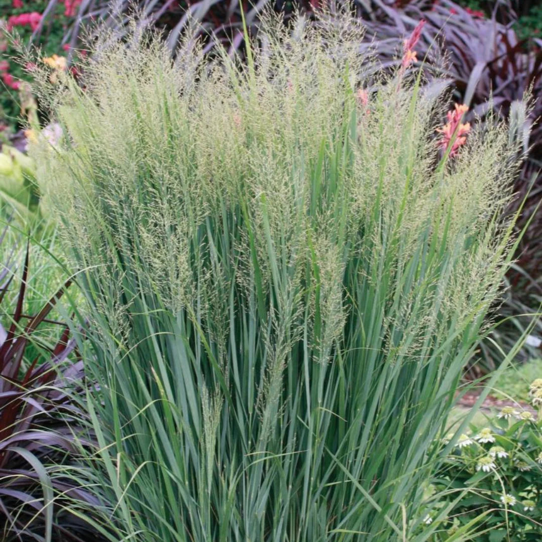 Sora rykštėtoji (Panicum virgatum) 'Northwind'