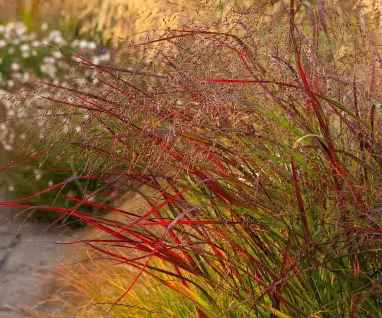 Sora rykštėtoji (Panicum virgatum) 'Squaw Select'