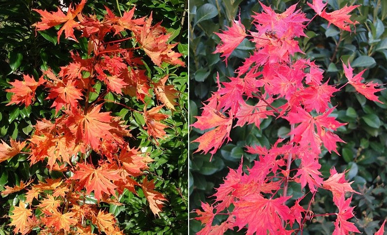 Klevas paprastasis (Acer platanoides) 'Charles Joly'