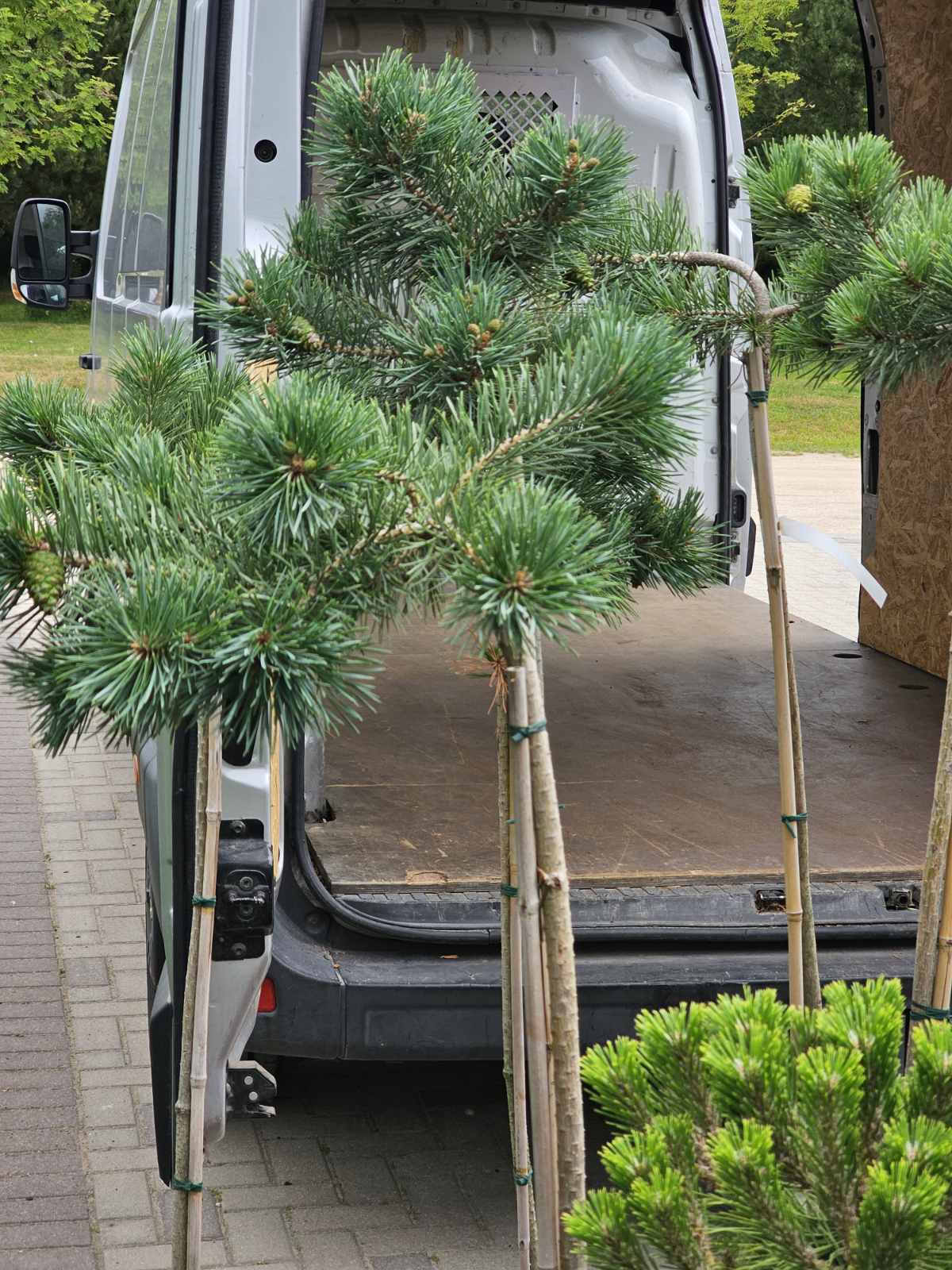 Pušis paprastoji (Pinus sylvestris) 'Albyns' Pa